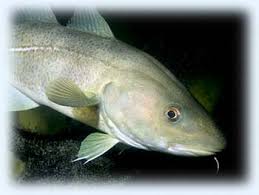 Image result for Gadus macrocephalus