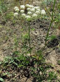 Attēlu rezultāti vaicājumam “Peucedanum oreoselinum”