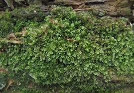 Attēlu rezultāti vaicājumam “Calypogeia suecica”