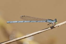 Attēlu rezultāti vaicājumam “Flaviporus citrinellus”