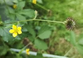 Image result for Geum urbanum
