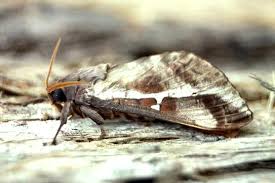 Attēlu rezultāti vaicājumam “Hepialidae”