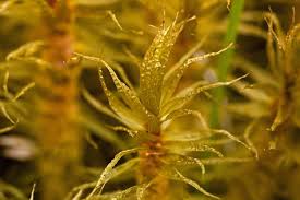 Attēlu rezultāti vaicājumam “| Dicranum”