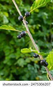 Attēlu rezultāti vaicājumam “Frangula alnus fruit”