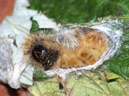 Attēlu rezultāti vaicājumam “Acronicta auricoma larva”