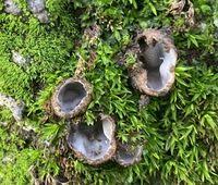 Attēlu rezultāti vaicājumam “Geopora arenicola”