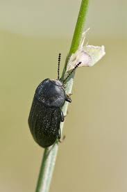 Attēlu rezultāti vaicājumam “Silpha obscura”