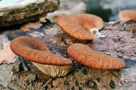 Attēlu rezultāti vaicājumam “Didymium xanthopus”