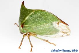 Attēlu rezultāti vaicājumam “Membracidae”