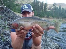 Image result for Oncorhynchus clarkii