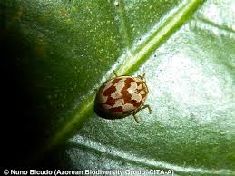 Attēlu rezultāti vaicājumam “Myrrha octodecimguttata”