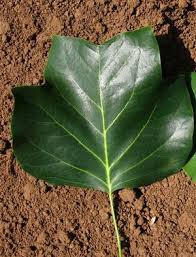 Attēlu rezultāti vaicājumam “Liriodendron tulipifera leaf”