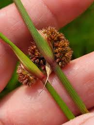 Attēlu rezultāti vaicājumam “Juncus conglomeratus”