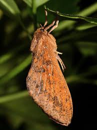 Attēlu rezultāti vaicājumam “Hepialidae”