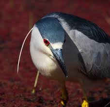 Image result for Nycticorax nycticorax