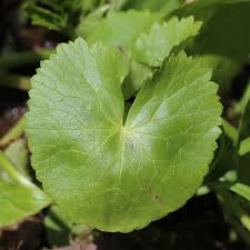 Attēlu rezultāti vaicājumam “Caltha palustris leaf”