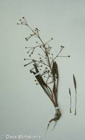 Attēlu rezultāti vaicājumam “Alisma gramineum flower”