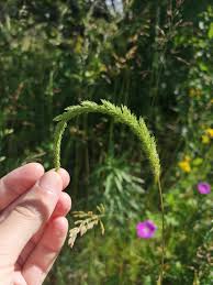 Attēlu rezultāti vaicājumam “Phleum phleoides”