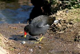 Attēlu rezultāti vaicājumam “Gallinula chloropus adult”