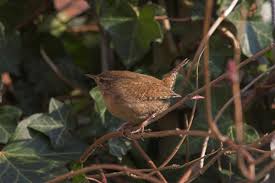 Attēlu rezultāti vaicājumam “Troglodytes troglodytes”