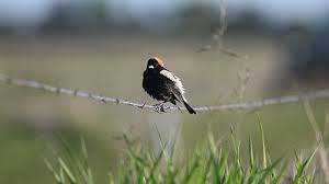 Image result for Dolichonyx oryzivorus