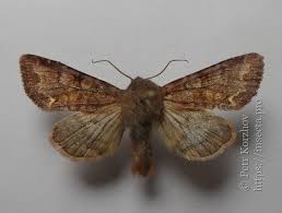 Attēlu rezultāti vaicājumam “Ceramica pisi”