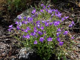 Image result for Campanula lingulata