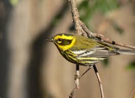 Image result for Dendroica striata