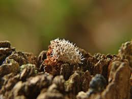 Attēlu rezultāti vaicājumam “Polycephalomyces tomentosus”