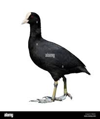 Attēlu rezultāti vaicājumam “Fulica atra”