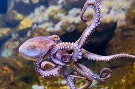 Image result for Octopus vulgaris