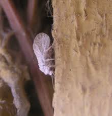 Attēlu rezultāti vaicājumam “Coniopterygidae”