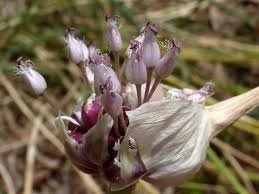 Attēlu rezultāti vaicājumam “Allium sativum bud”