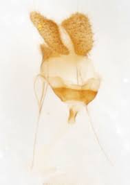 Attēlu rezultāti vaicājumam “Pandemis cinnamomeana female”