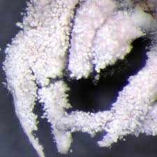 Attēlu rezultāti vaicājumam “Cordyceps farinosa”