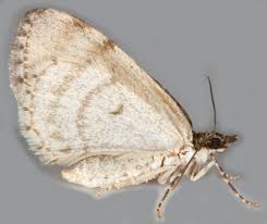 Attēlu rezultāti vaicājumam “Hydriomena impluviata”