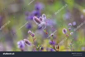 Attēlu rezultāti vaicājumam “Trifolium dubium fruit”