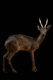 Attēlu rezultāti vaicājumam “Capreolus capreolus”