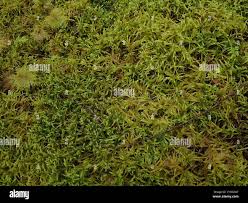 Attēlu rezultāti vaicājumam “Pleurozium schreberi sporophyte”