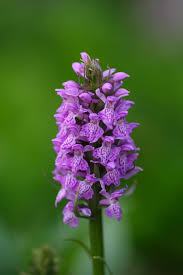 Attēlu rezultāti vaicājumam “Dactylorhiza maculata flower”