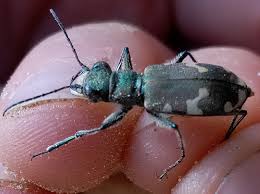 Attēlu rezultāti vaicājumam “Cicindela sylvatica”