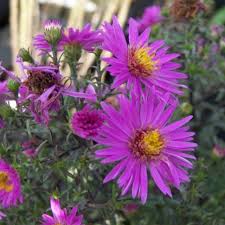 Image result for Aster novi-belgii