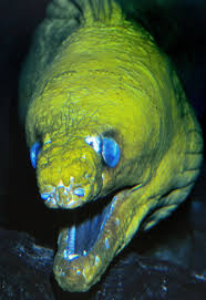 Image result for Gymnothorax funebris