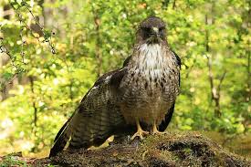 Attēlu rezultāti vaicājumam “Buteo buteo”