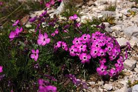 Image result for Steinnelke