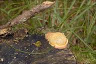 Attēlu rezultāti vaicājumam “Fuligo leviderma”