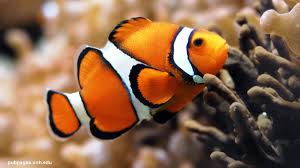 Image result for ikan