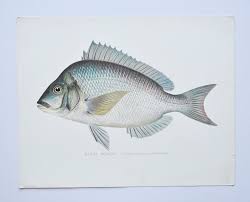 Image result for Stenotomus chrysops