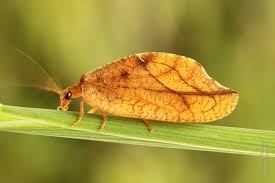 Attēlu rezultāti vaicājumam “Drepanepteryx phalaenoides”