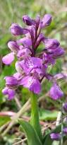 Attēlu rezultāti vaicājumam “Orchis morio”